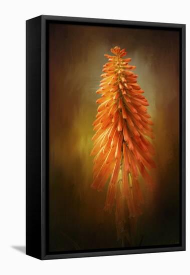 Orange Blast in the Garden-Jai Johnson-Framed Premier Image Canvas