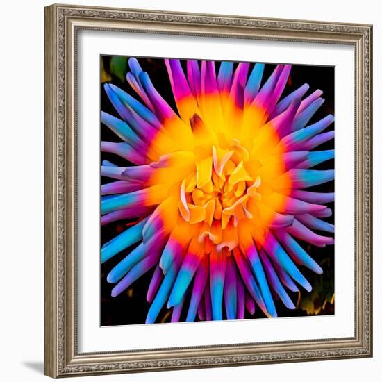 Orange Bloom Pop-Heidi Bannon-Framed Photo