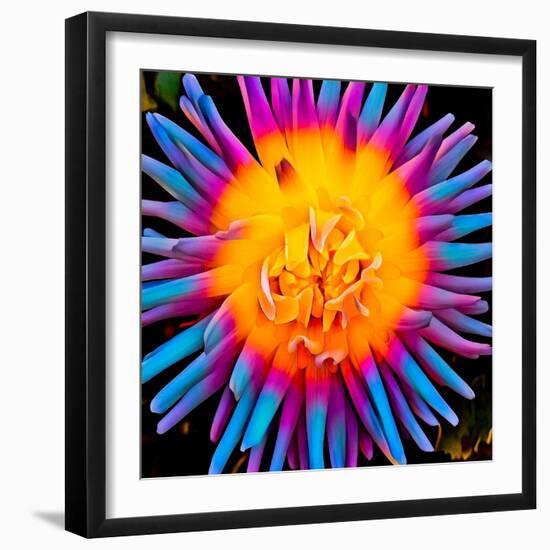 Orange Bloom Pop-Heidi Bannon-Framed Photo