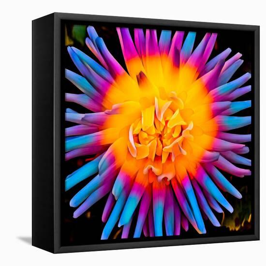 Orange Bloom Pop-Heidi Bannon-Framed Stretched Canvas