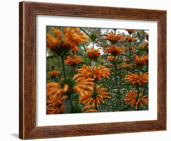 Orange Blooms-Nicole Katano-Framed Photo