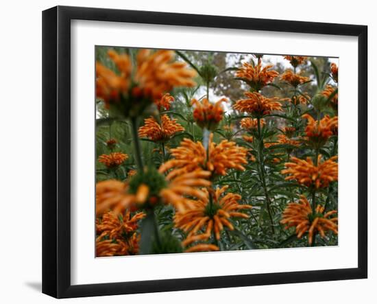 Orange Blooms-Nicole Katano-Framed Photo