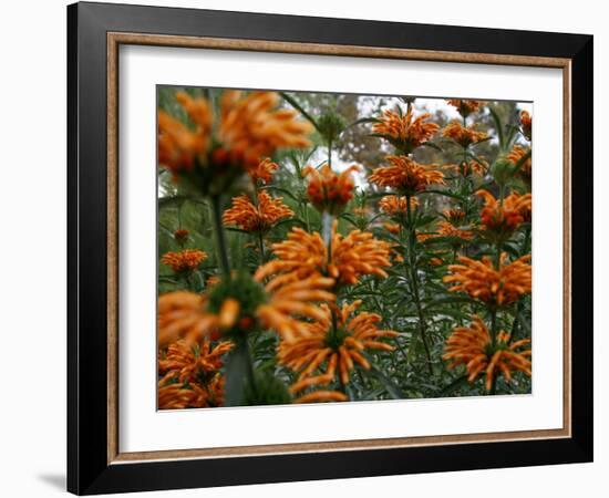 Orange Blooms-Nicole Katano-Framed Photo