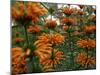 Orange Blooms-Nicole Katano-Mounted Photo