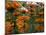 Orange Blooms-Nicole Katano-Mounted Photo