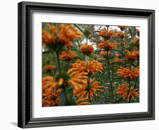 Orange Blooms-Nicole Katano-Framed Photo