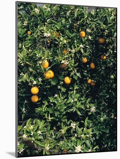 Orange blossom and fruit, Majorca-Peter Thompson-Mounted Photographic Print