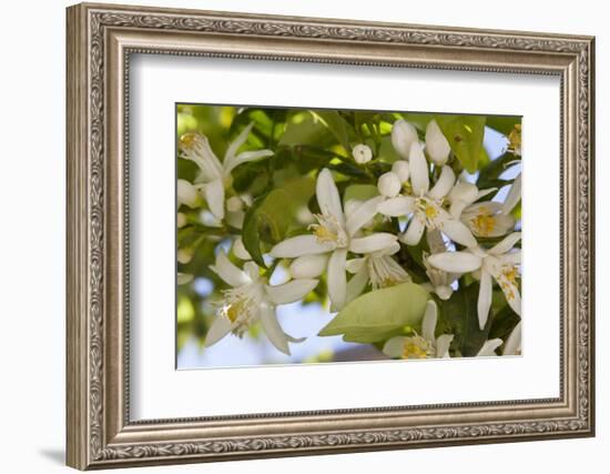 Orange Blossom, Seville, Andalucia, Spain, Europe-Stuart Black-Framed Photographic Print