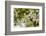 Orange Blossom, Seville, Andalucia, Spain, Europe-Stuart Black-Framed Photographic Print