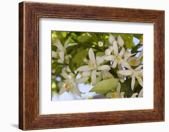 Orange Blossom, Seville, Andalucia, Spain, Europe-Stuart Black-Framed Photographic Print