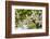 Orange Blossom, Seville, Andalucia, Spain, Europe-Stuart Black-Framed Photographic Print