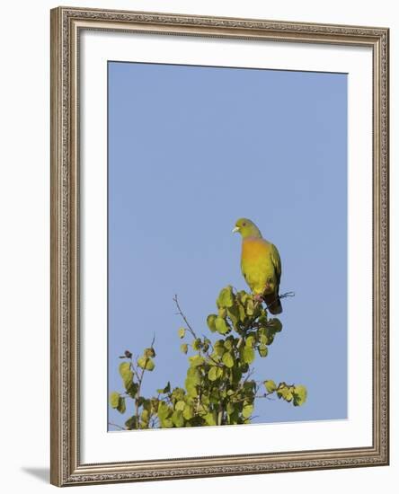 Orange-Breasted Green Pigeon (Treron Bicinctus), Uda Walawe National Park, Sri Lanka, Asia-Peter Barritt-Framed Photographic Print