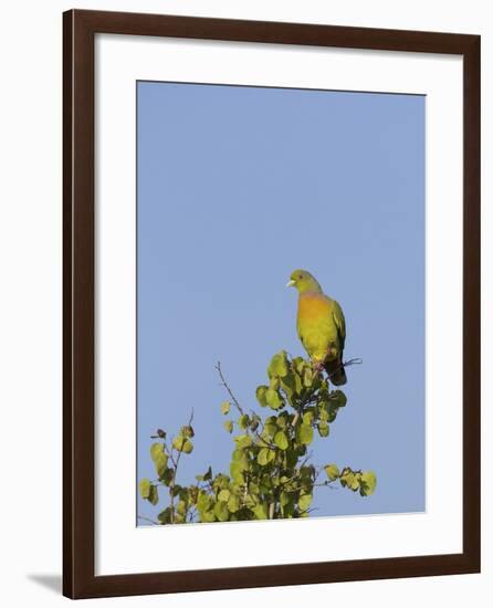 Orange-Breasted Green Pigeon (Treron Bicinctus), Uda Walawe National Park, Sri Lanka, Asia-Peter Barritt-Framed Photographic Print