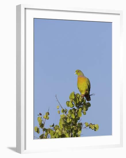 Orange-Breasted Green Pigeon (Treron Bicinctus), Uda Walawe National Park, Sri Lanka, Asia-Peter Barritt-Framed Photographic Print