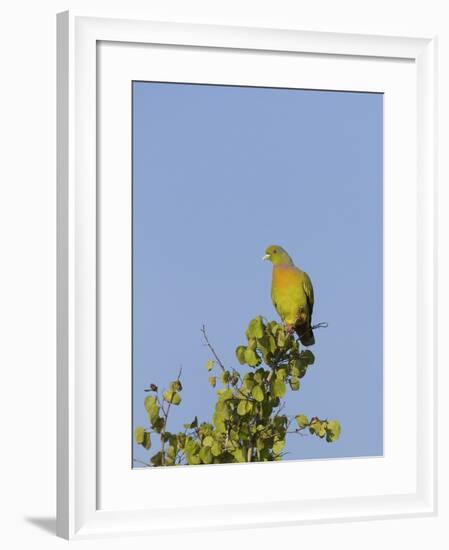 Orange-Breasted Green Pigeon (Treron Bicinctus), Uda Walawe National Park, Sri Lanka, Asia-Peter Barritt-Framed Photographic Print