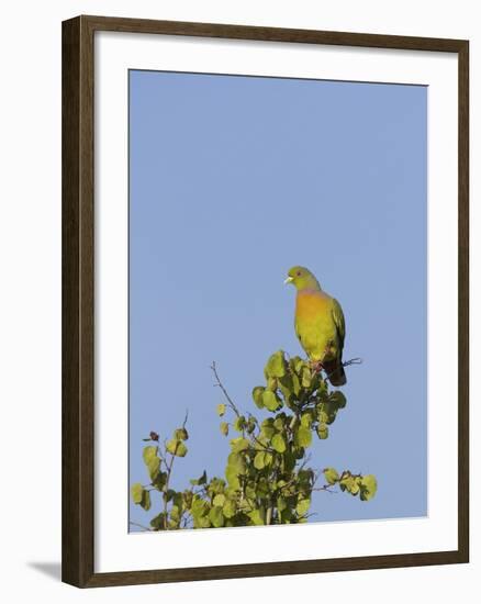 Orange-Breasted Green Pigeon (Treron Bicinctus), Uda Walawe National Park, Sri Lanka, Asia-Peter Barritt-Framed Photographic Print