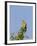 Orange-Breasted Green Pigeon (Treron Bicinctus), Uda Walawe National Park, Sri Lanka, Asia-Peter Barritt-Framed Photographic Print