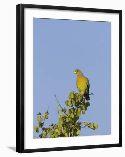 Orange-Breasted Green Pigeon (Treron Bicinctus), Uda Walawe National Park, Sri Lanka, Asia-Peter Barritt-Framed Photographic Print