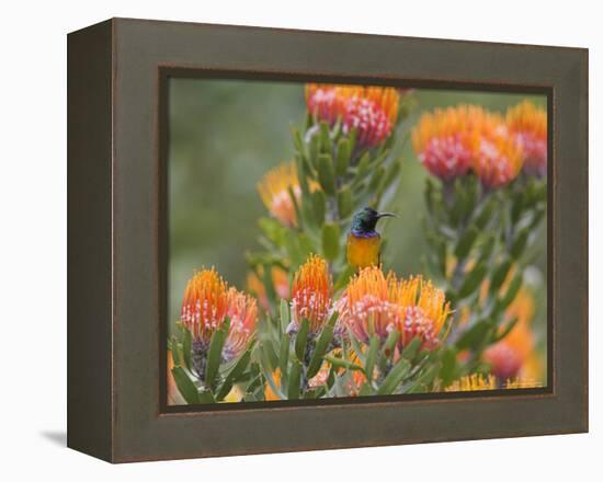 Orange-Breasted Sunbird, Anthobaphes Violacea, Kirstenbosch Botanical Garden, Cape Town-Steve & Ann Toon-Framed Premier Image Canvas