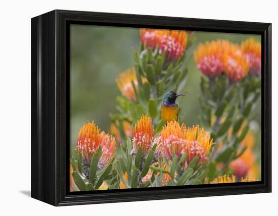 Orange-Breasted Sunbird, Anthobaphes Violacea, Kirstenbosch Botanical Garden, Cape Town-Steve & Ann Toon-Framed Premier Image Canvas