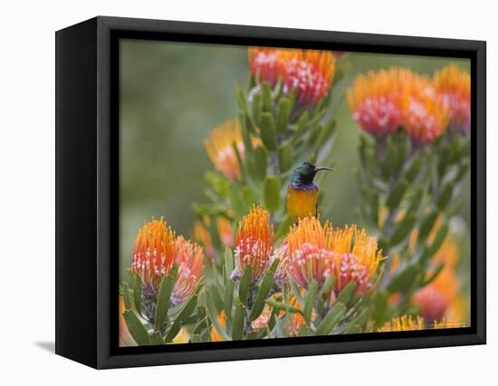 Orange-Breasted Sunbird, Anthobaphes Violacea, Kirstenbosch Botanical Garden, Cape Town-Steve & Ann Toon-Framed Premier Image Canvas