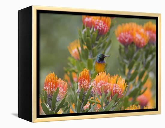 Orange-Breasted Sunbird, Anthobaphes Violacea, Kirstenbosch Botanical Garden, Cape Town-Steve & Ann Toon-Framed Premier Image Canvas