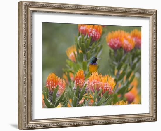 Orange-Breasted Sunbird, Anthobaphes Violacea, Kirstenbosch Botanical Garden, Cape Town-Steve & Ann Toon-Framed Photographic Print