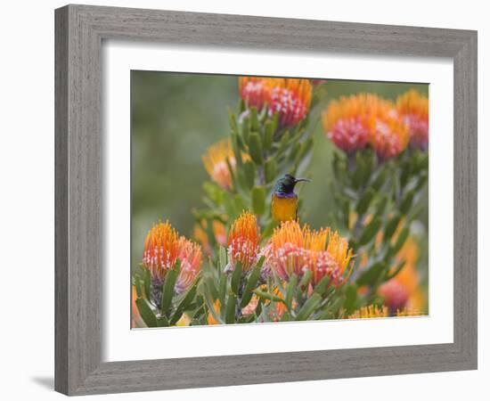 Orange-Breasted Sunbird, Anthobaphes Violacea, Kirstenbosch Botanical Garden, Cape Town-Steve & Ann Toon-Framed Photographic Print