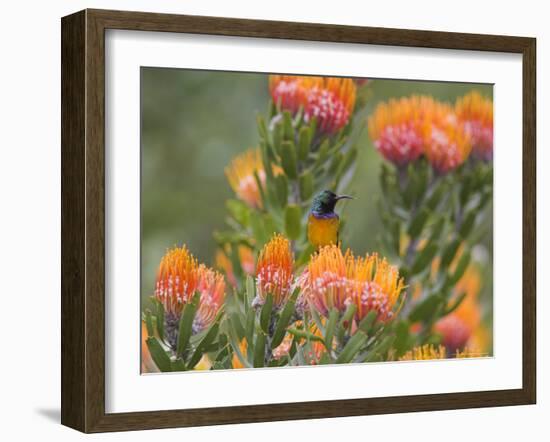 Orange-Breasted Sunbird, Anthobaphes Violacea, Kirstenbosch Botanical Garden, Cape Town-Steve & Ann Toon-Framed Photographic Print