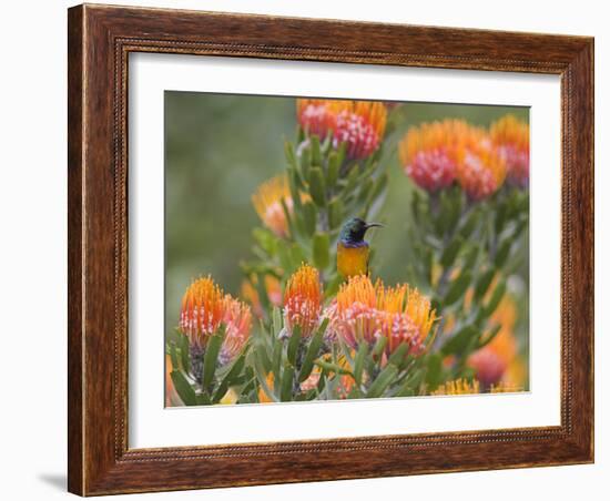 Orange-Breasted Sunbird, Anthobaphes Violacea, Kirstenbosch Botanical Garden, Cape Town-Steve & Ann Toon-Framed Photographic Print