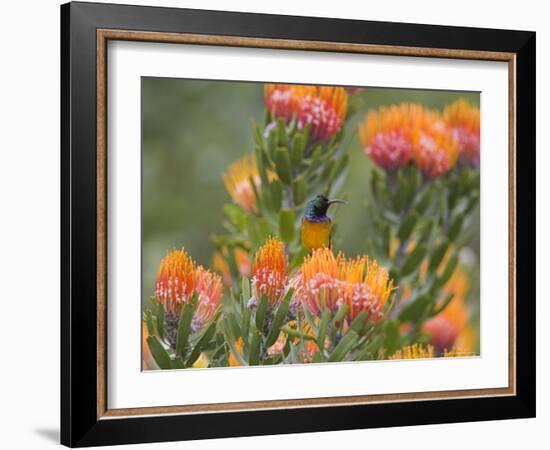 Orange-Breasted Sunbird, Anthobaphes Violacea, Kirstenbosch Botanical Garden, Cape Town-Steve & Ann Toon-Framed Photographic Print