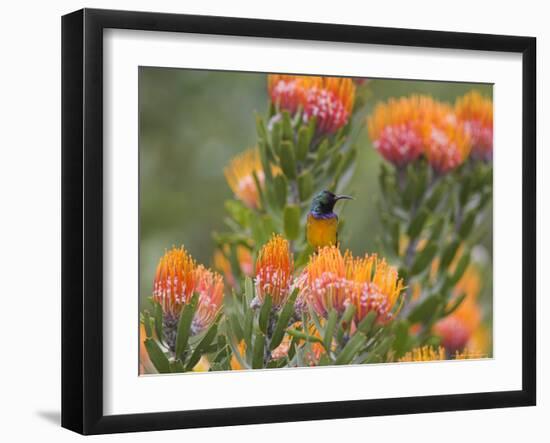 Orange-Breasted Sunbird, Anthobaphes Violacea, Kirstenbosch Botanical Garden, Cape Town-Steve & Ann Toon-Framed Photographic Print