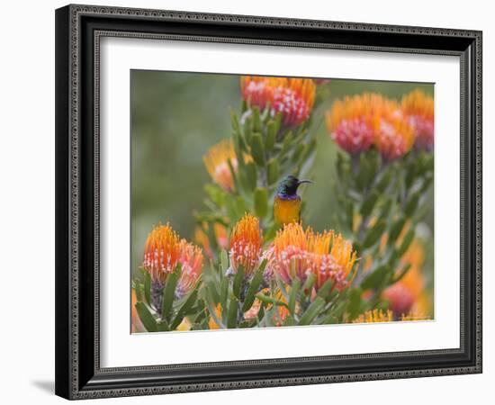 Orange-Breasted Sunbird, Anthobaphes Violacea, Kirstenbosch Botanical Garden, Cape Town-Steve & Ann Toon-Framed Photographic Print