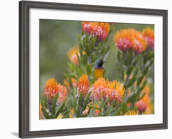 Orange-Breasted Sunbird, Anthobaphes Violacea, Kirstenbosch Botanical Garden, Cape Town-Steve & Ann Toon-Framed Photographic Print