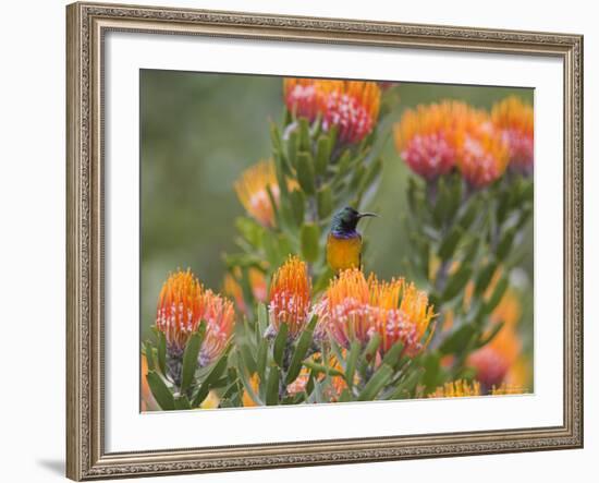 Orange-Breasted Sunbird, Anthobaphes Violacea, Kirstenbosch Botanical Garden, Cape Town-Steve & Ann Toon-Framed Photographic Print