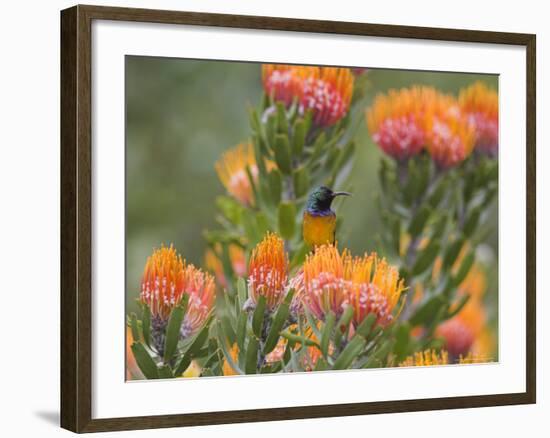 Orange-Breasted Sunbird, Anthobaphes Violacea, Kirstenbosch Botanical Garden, Cape Town-Steve & Ann Toon-Framed Photographic Print