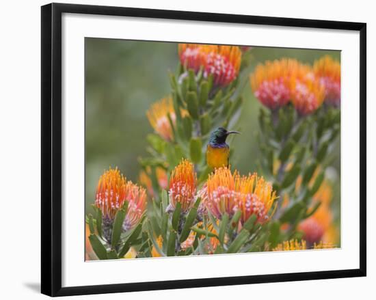 Orange-Breasted Sunbird, Anthobaphes Violacea, Kirstenbosch Botanical Garden, Cape Town-Steve & Ann Toon-Framed Photographic Print