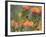 Orange-Breasted Sunbird, Anthobaphes Violacea, Kirstenbosch Botanical Garden, Cape Town-Steve & Ann Toon-Framed Photographic Print