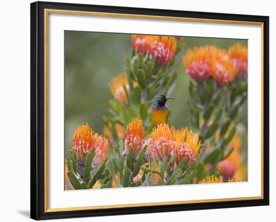 Orange-Breasted Sunbird, Anthobaphes Violacea, Kirstenbosch Botanical Garden, Cape Town-Steve & Ann Toon-Framed Photographic Print