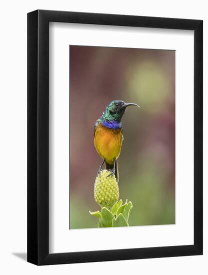 Orange-breasted sunbird, Cape Town, South Africa-Ann & Steve Toon-Framed Photographic Print