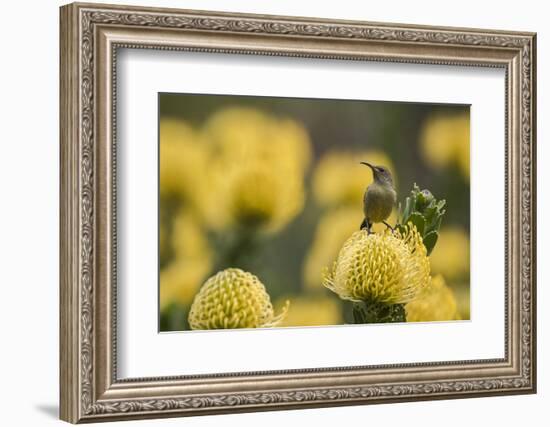 Orange-breasted sunbird female, Cape Town, South Africa-Ann & Steve Toon-Framed Photographic Print