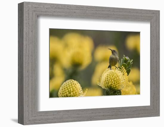 Orange-breasted sunbird female, Cape Town, South Africa-Ann & Steve Toon-Framed Photographic Print