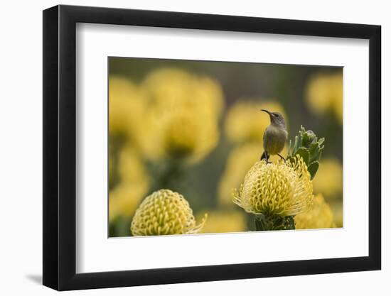 Orange-breasted sunbird female, Cape Town, South Africa-Ann & Steve Toon-Framed Photographic Print