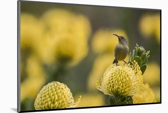 Orange-breasted sunbird female, Cape Town, South Africa-Ann & Steve Toon-Mounted Photographic Print