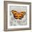 Orange Butterfly-Alan Hopfensperger-Framed Art Print