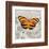 Orange Butterfly-Alan Hopfensperger-Framed Art Print