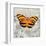 Orange Butterfly-Alan Hopfensperger-Framed Art Print