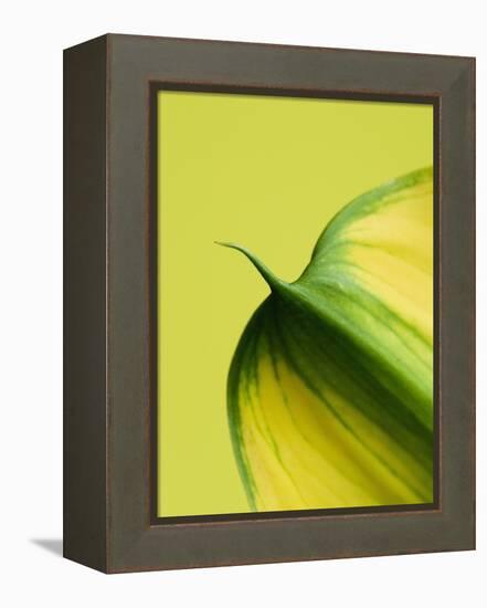 Orange Calla lily-Clive Nichols-Framed Premier Image Canvas