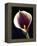 Orange Calla lily-Clive Nichols-Framed Premier Image Canvas