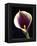 Orange Calla lily-Clive Nichols-Framed Premier Image Canvas